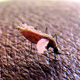 Illustration for article titled Malaria deaths are down over 25% in the last ten years — but dont get complacent
